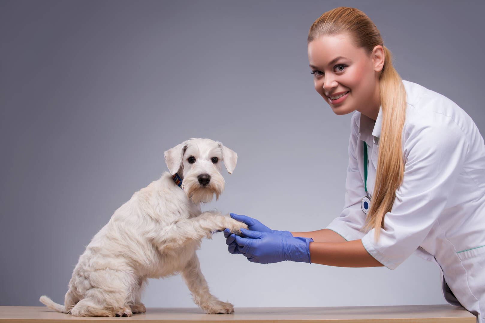 Animal Care Hospital Chattanooga TN